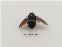 藏品(南非昆蟲)的圖片